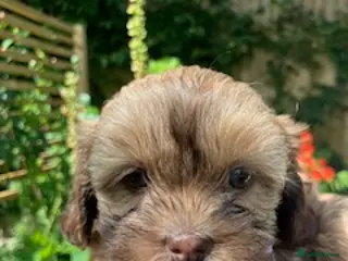Shihpoo dogs Our gorgeous shipoo puppies ready 20/7 - Advert 6