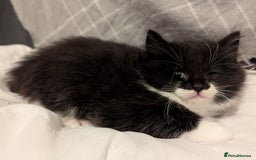 Maine Coon cats for sale: Maine Coon x Ragdoll kittens - Advert 12