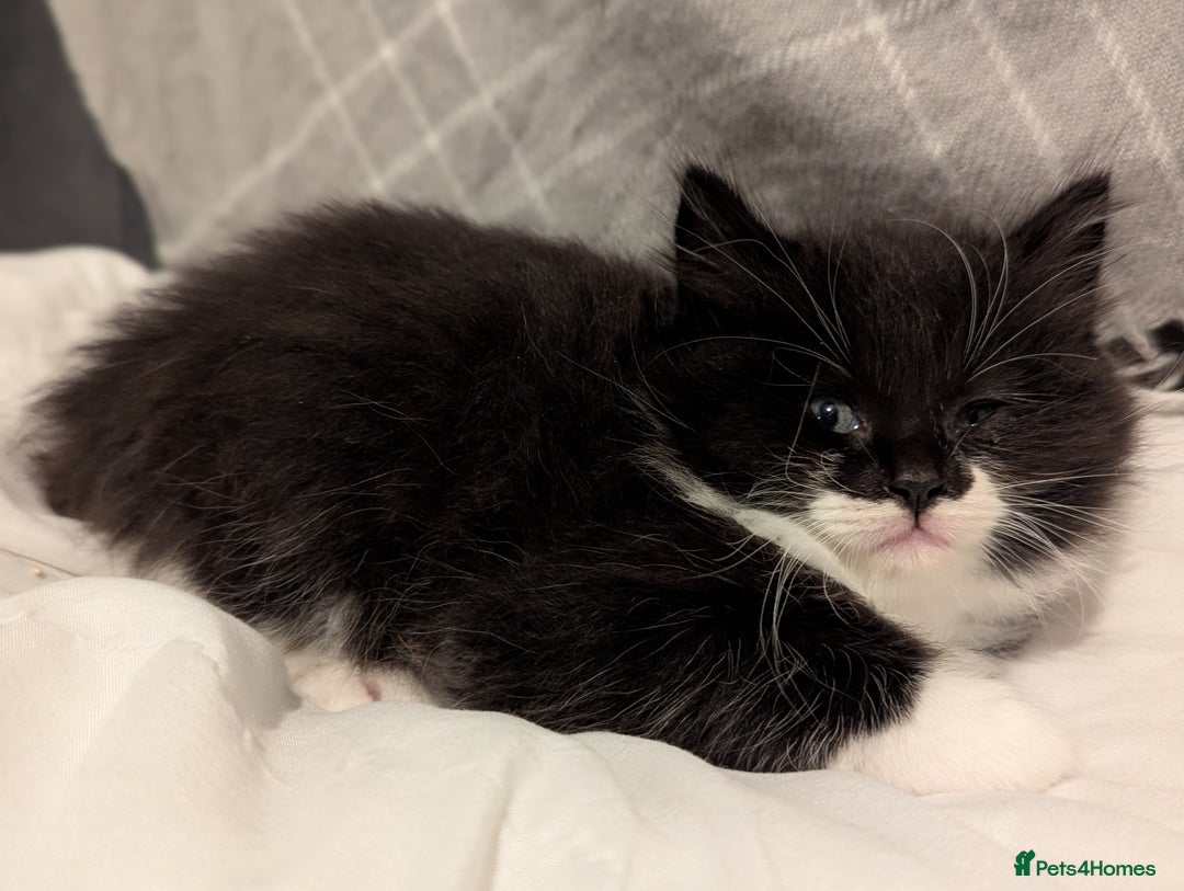 Maine Coon cats for sale: Maine Coon x Ragdoll kittens - Advert 12