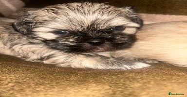 Shih Tzu dogs - Advert 1