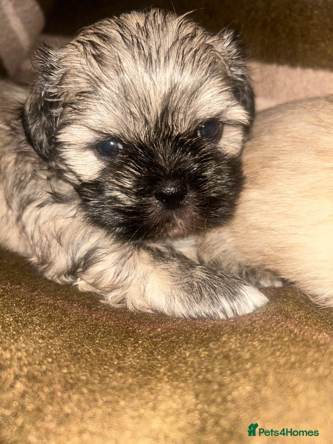 Shih Tzu dogs for sale: shihtzu  - Image 2