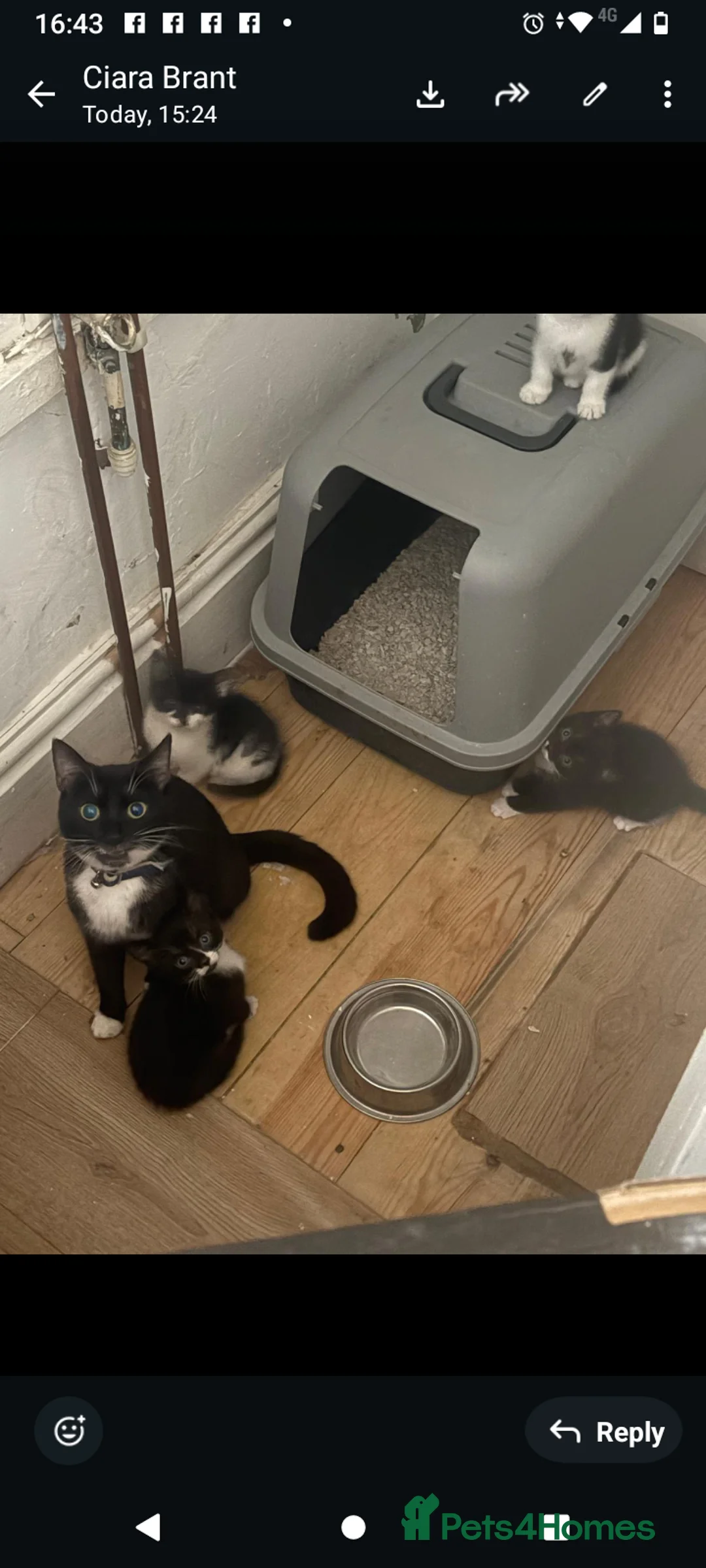 Mixed Breed cats for sale: 4 female kittens ready now - Advert 2
