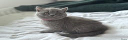 British Shorthair cats for sale: Gccf active Championship British Shorthair Female - Advert 13