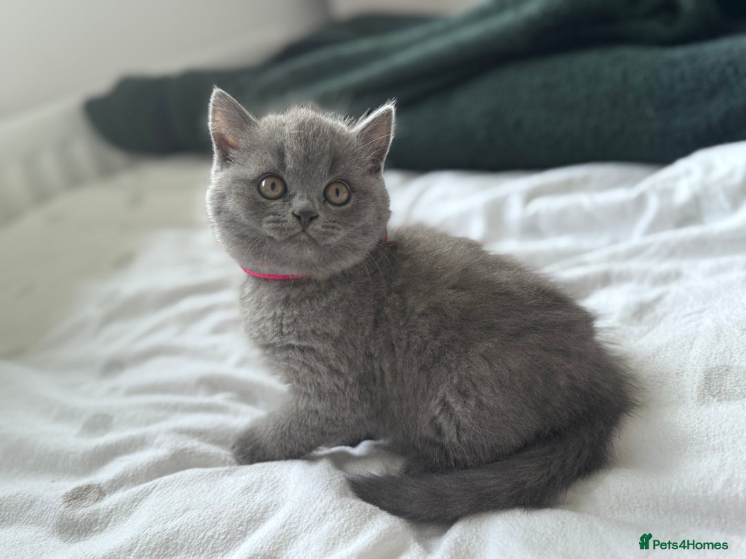 British Shorthair cats for sale: Gccf active Championship British Shorthair Female - Advert 13