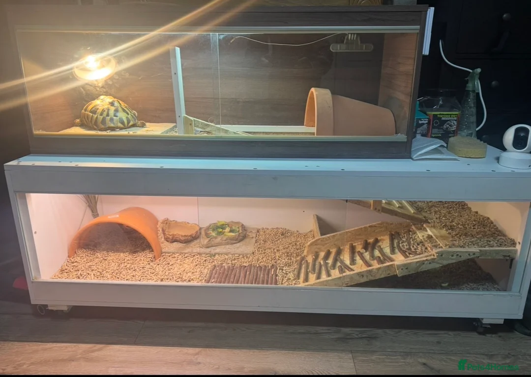 Hermann Tortoise reptiles for sale: Hermann’s with Full Setup (Certificate &Microchip) - Advert 6