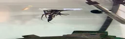 Angelfish fish for sale: Marble Angelfish - Advert 2