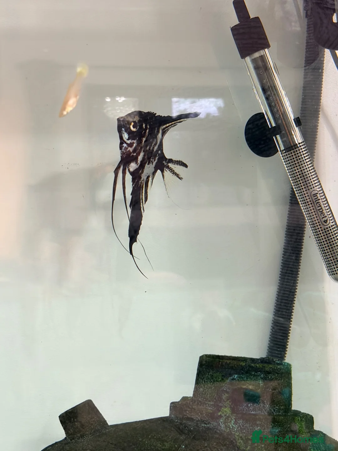 Angelfish fish for sale: Marble Angelfish - Advert 2