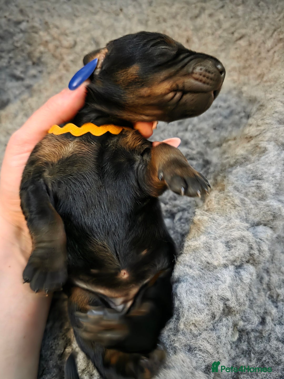Dobermann dogs for sale: Doberman puppies  - Advert 11