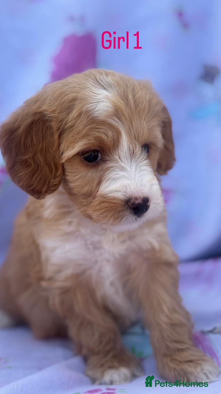 Cockapoo dogs Small cockapoo puppies - Advert 1