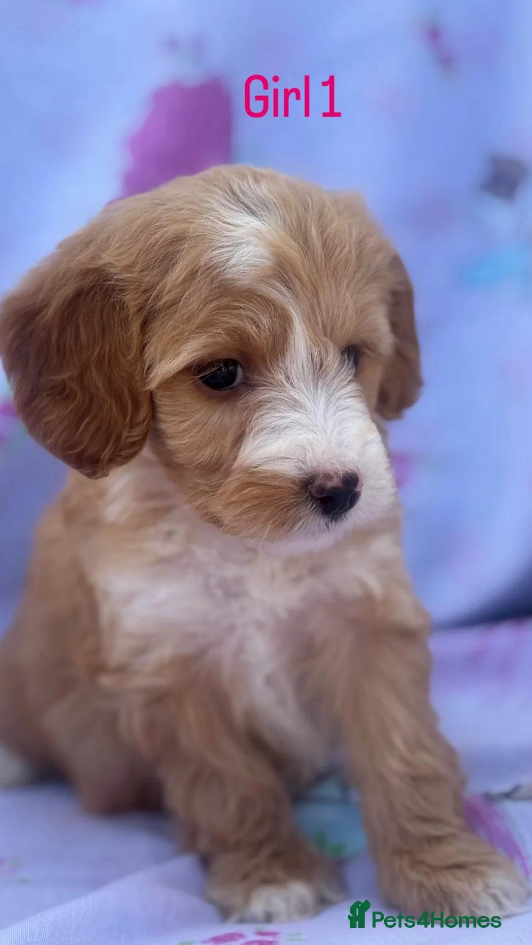 Cockapoo dogs for sale: Small cockapoo puppies in Hockley - Advert 1