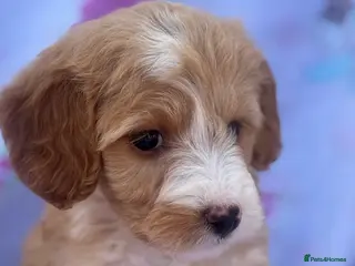 Cockapoo dogs Small cockapoo puppies - Advert 1