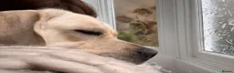 Labrador Retriever dogs for sale: Wonderful Toby  - Advert 6