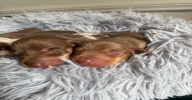 Miniature Dachshund dogs - Advert 1
