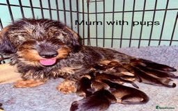 Dachshund dogs for sale: Wirehaired Dachshund - Image 4