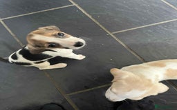Beagle dogs for sale: Beautiful beagle puppies  - Image 3