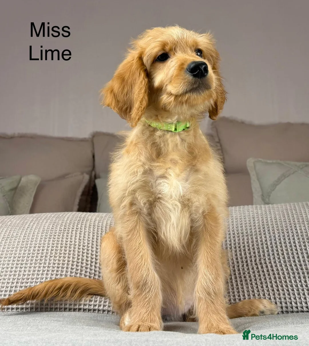 Goldendoodle dogs for sale: These will be stunning adults. Real head turners. - Advert 27