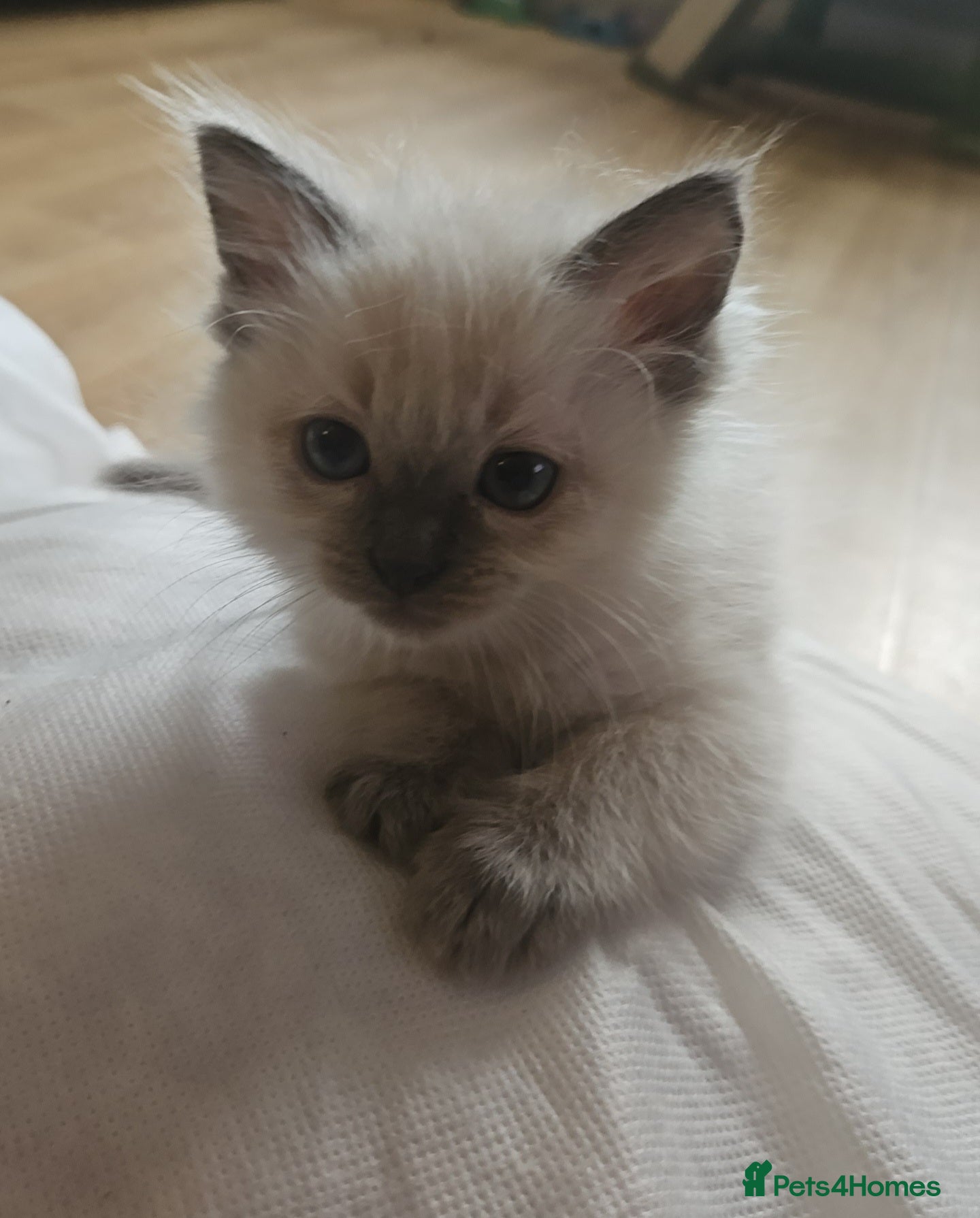 Ragdoll cats 1 female ragdoll kitten 😸 - Advert 7