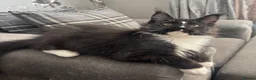 Maine Coon cats for sale: AMAZING TICA REGISTERED HEALTH TESTED KITTENS  - Advert 4