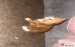 Domestic Shorthair cats for sale: Beautiful kittens - Image 6