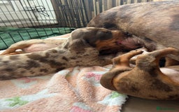 Dachshund dogs for sale: Dachshund medium/small dappled chocolate - Image 6