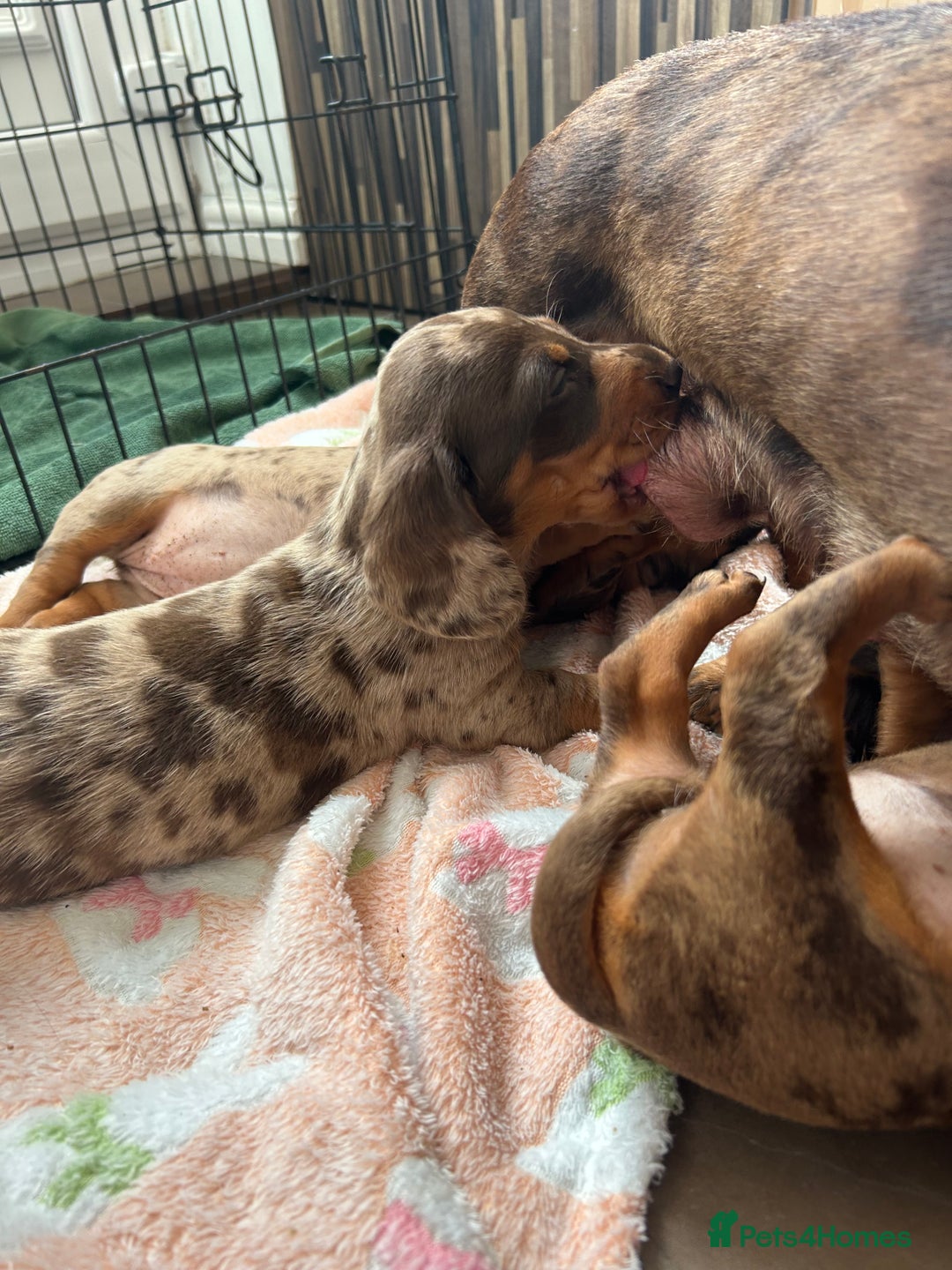 Dachshund dogs for sale: Dachshund medium/small dappled chocolate - Image 6