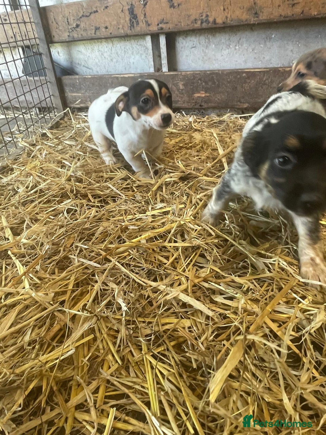 Jack Russell dogs for sale: Jack Russell puppies - Image 9