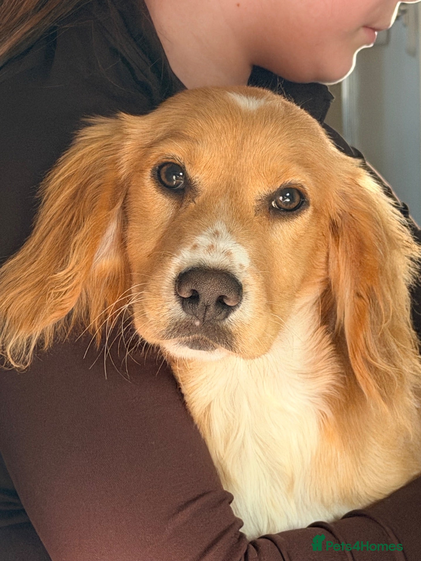Cocker Spaniel dogs for sale: Prolific working lines cocker spaniel puppies  - Advert 1