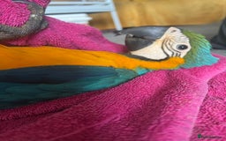 Macaws birds for sale: Hand reared blue & gold Macaw Chick - Image 36