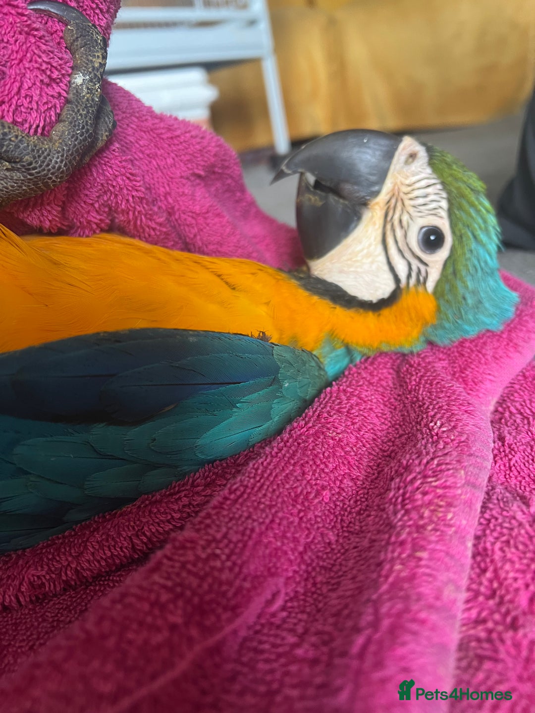 Macaws birds for sale: Hand reared blue & gold Macaw Chick - Image 36