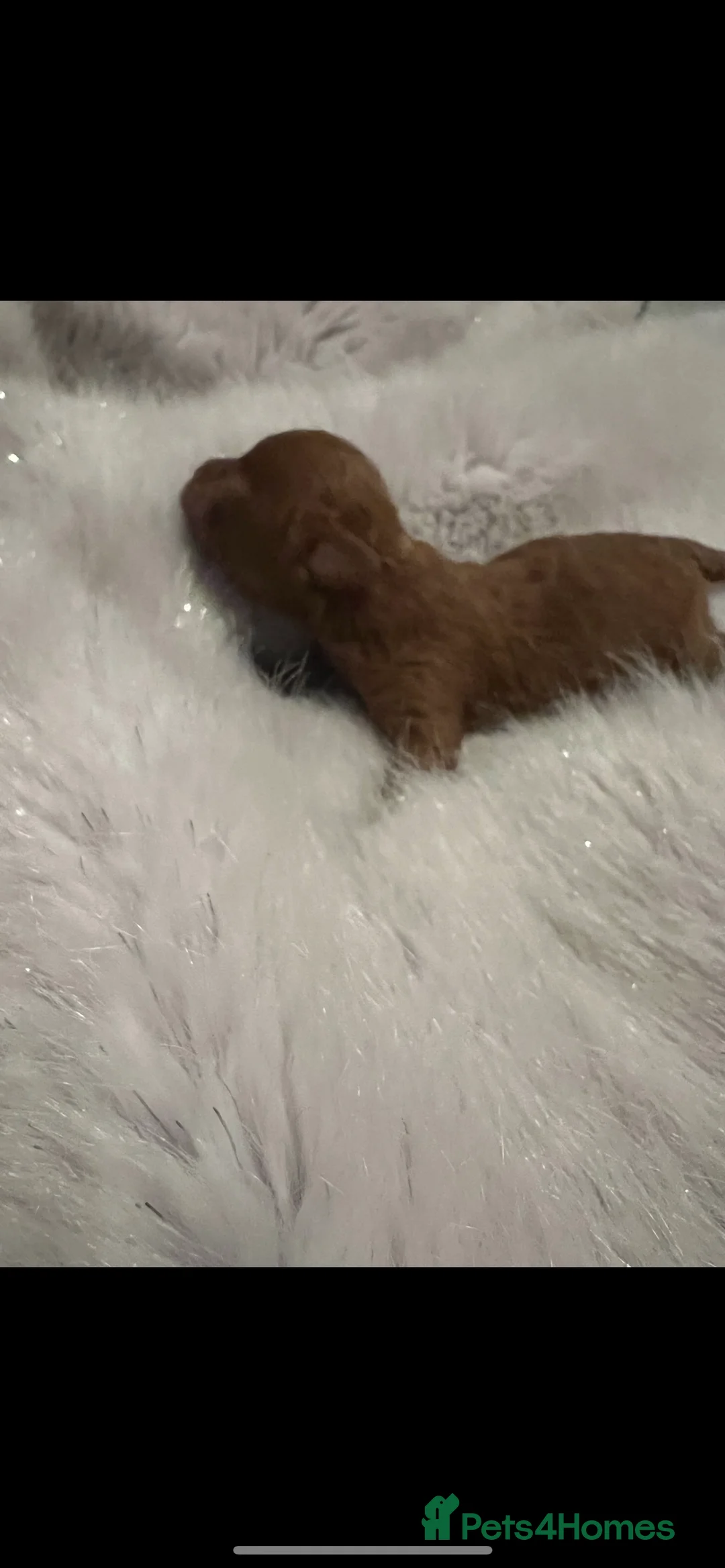 Toy Poodle dogs for stud: Toy poodle for stud  in Burnley - Advert 8