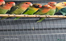 Lovebirds birds for sale: Green love birds for sale  - Image 2