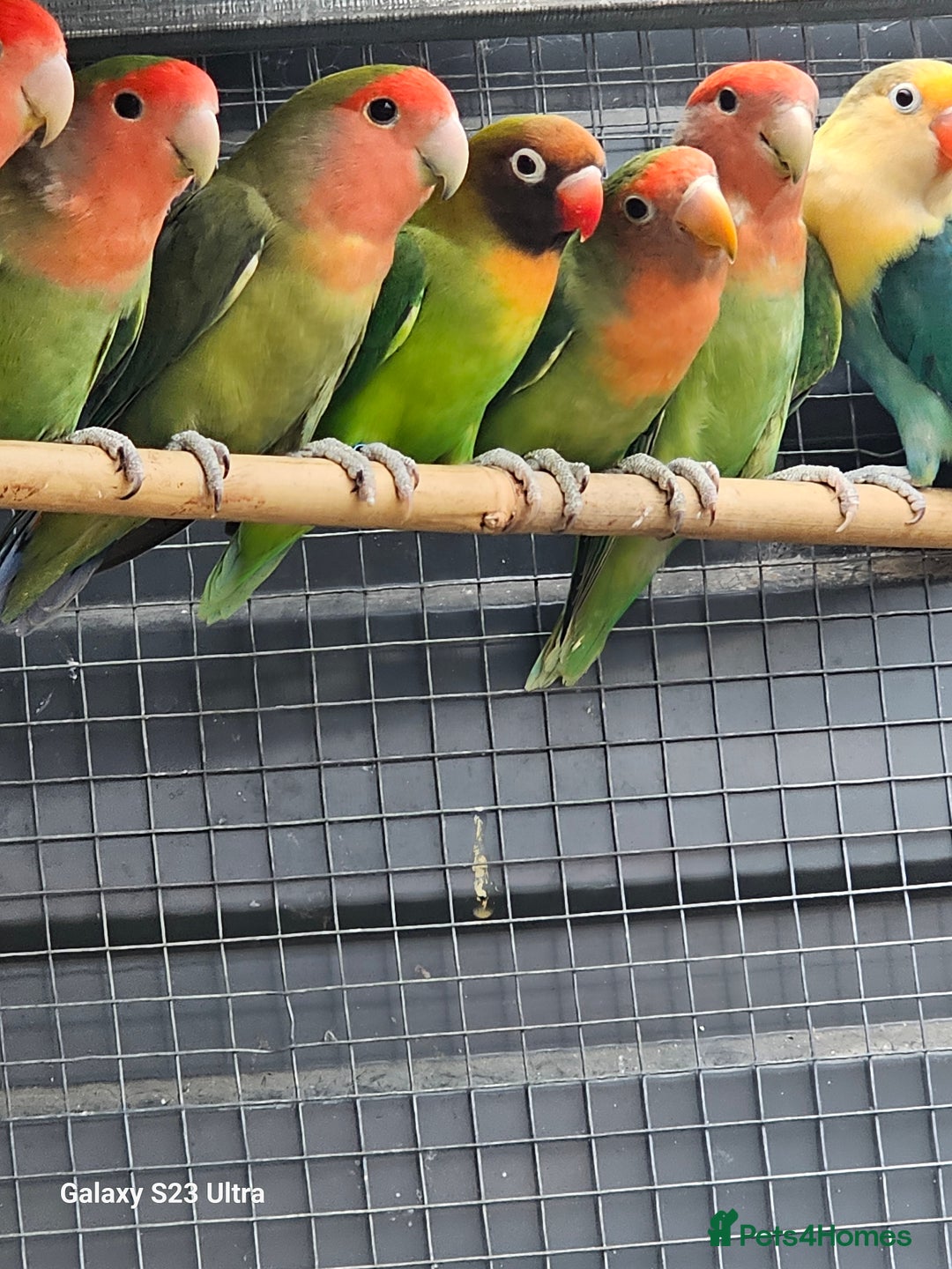 Lovebirds birds for sale: Green love birds for sale  - Image 2
