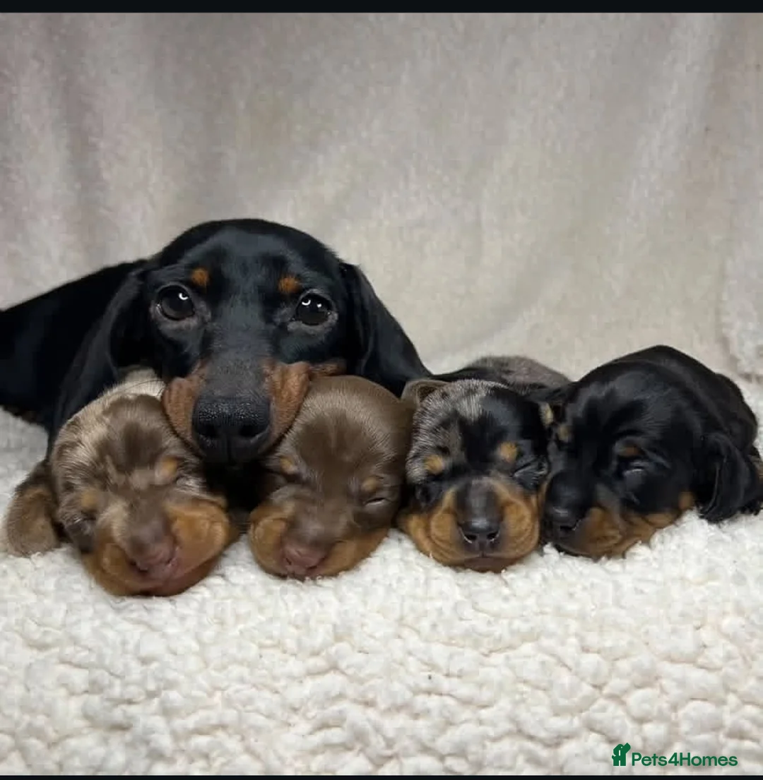 Miniature Dachshund dogs for sale: Stunning Litter of Mniature Dachshund Puppies - Advert 4