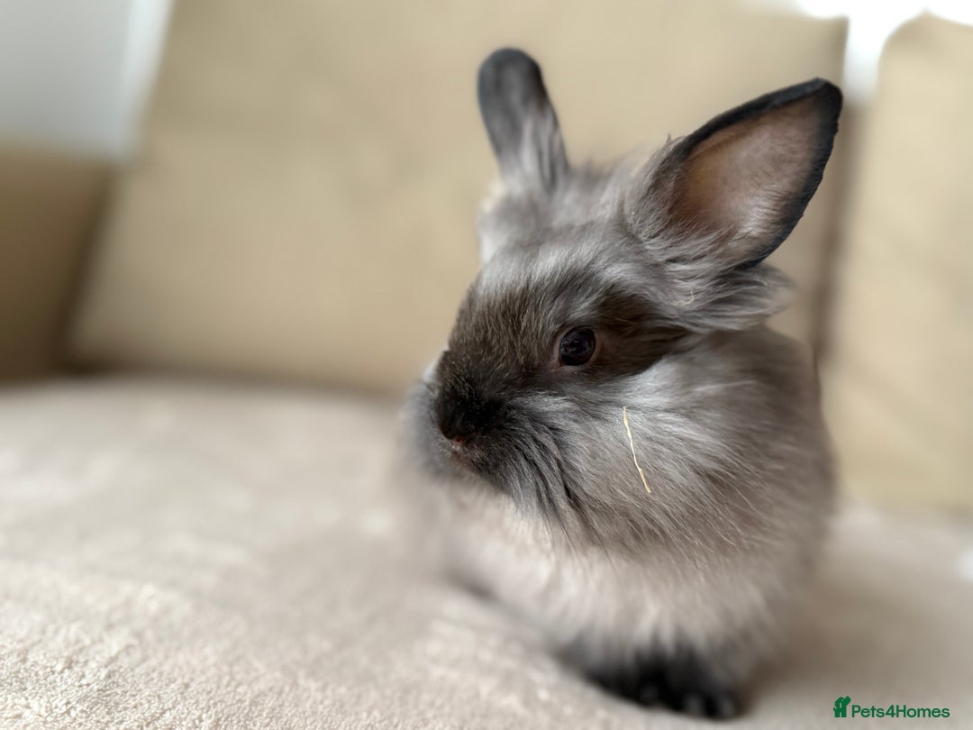 Lionhead rabbits for sale: Lionhead bunnies  - Image 8