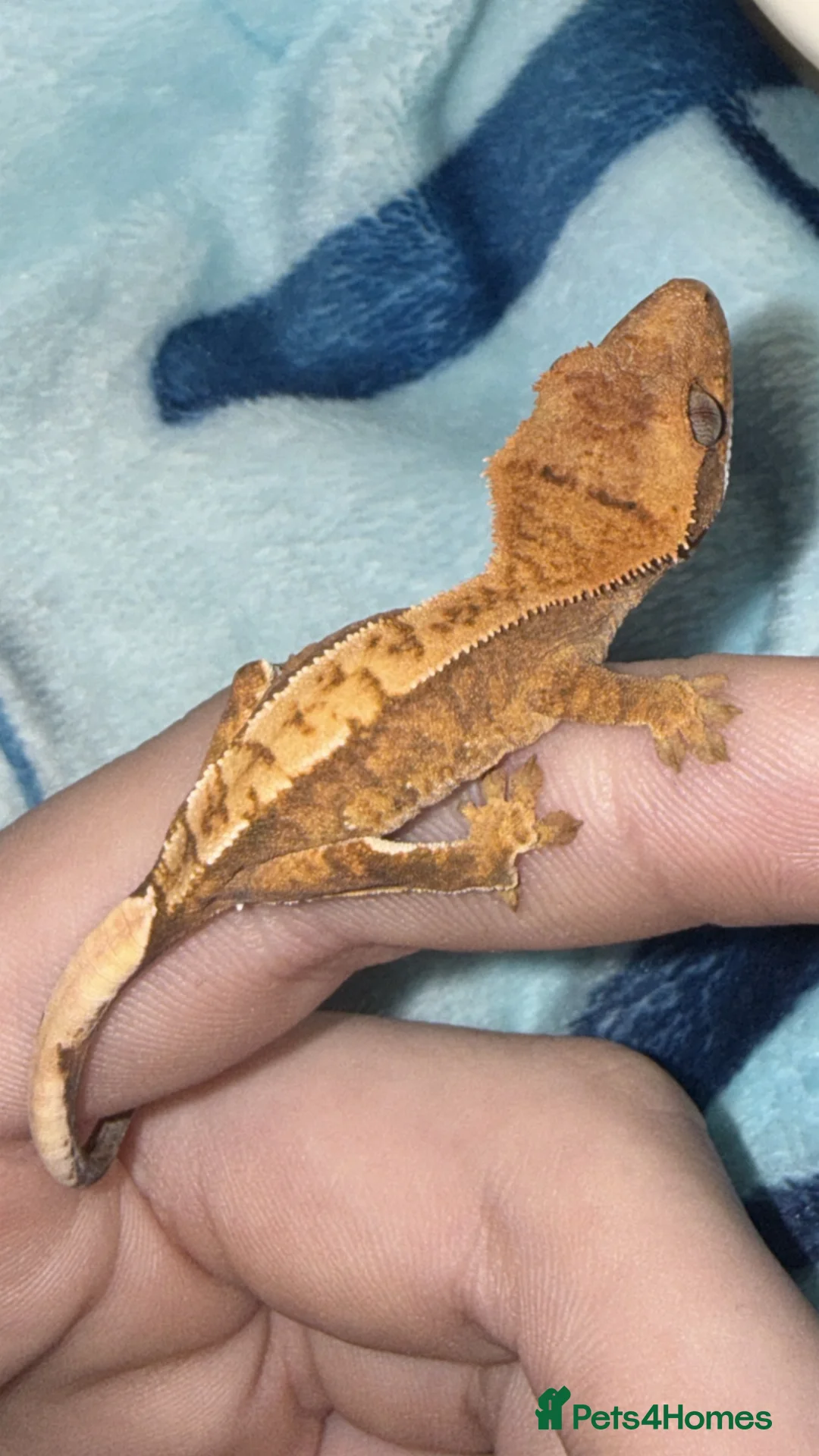 Gecko reptiles for sale: Baby crested gecko with enclosure need gone ASAP   - Advert 4