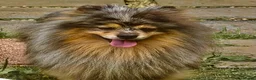 Pomeranian dogs for adoption: 🐾 Jam – Male Pom Looking for His Forever Home 🐾 - Advert 3