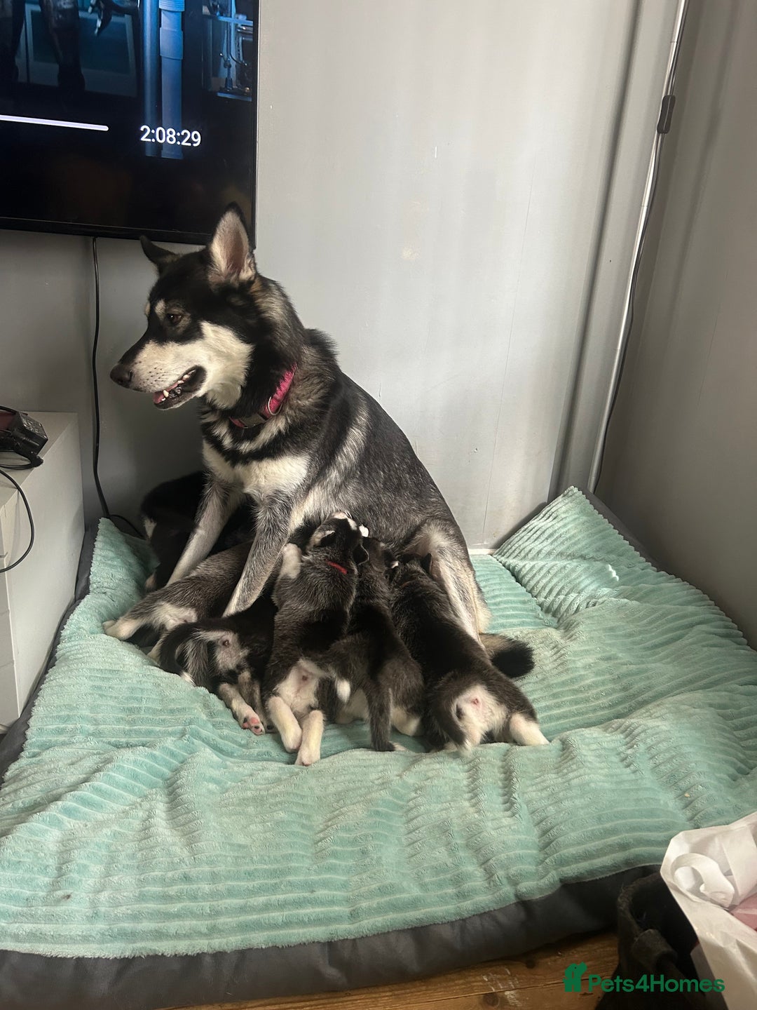 Siberian Husky dogs for sale: Beautiful husky puppies 2 girls & 4 boys left.  - Image 2