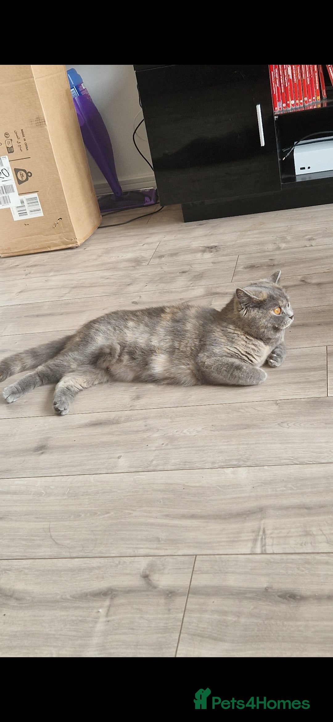 British Shorthair cats for sale: **Free** BSH Cat (Female) - Image 2