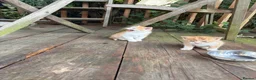 Mixed Breed cats for sale: Ginger kittens for sale male and female  - Advert 5