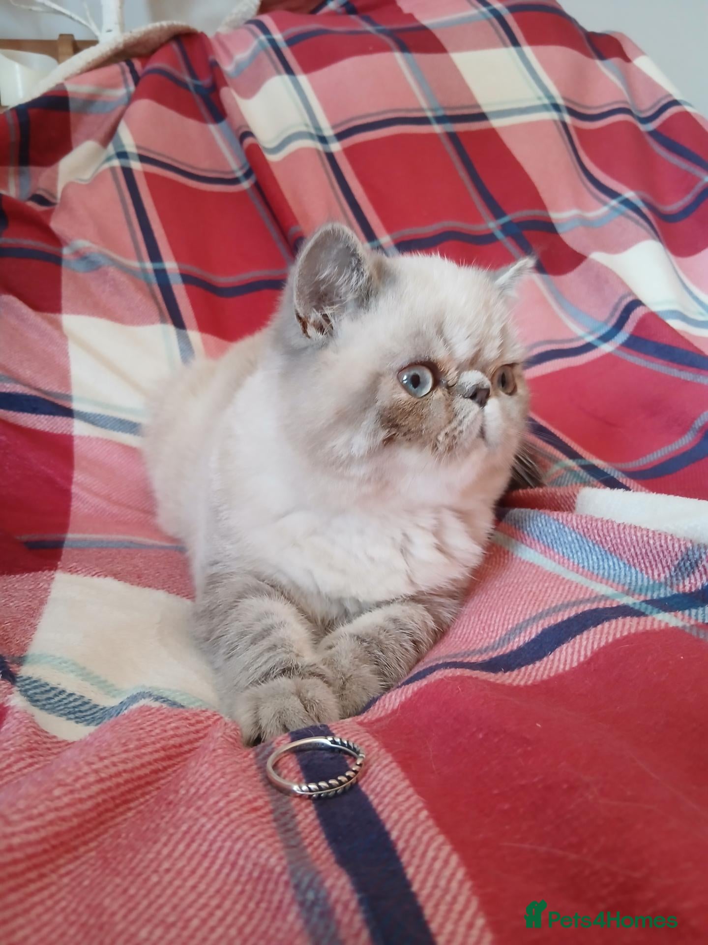 Exotic cats 1 Blue eyed Colourpoint Persian Exotic left - Advert 3