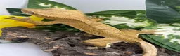 Gecko reptiles for sale: Crested gecko  in Bath - Advert 2