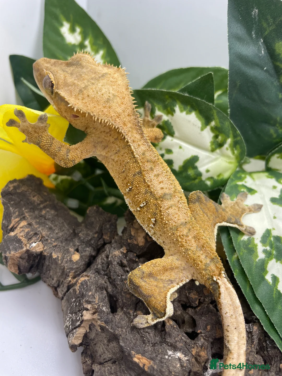 Gecko reptiles for sale: Crested gecko  in Bath - Advert 2