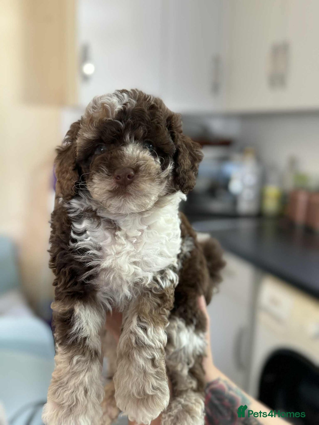 Sheepadoodle dogs for sale: F1b mini sheepadoodles - Image 15