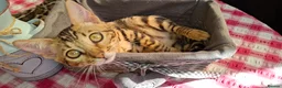 Bengal cats for sale: Stunning Bengal Kittens  - Advert 31