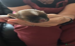 Lhasa Apso dogs for sale: KC registered Lhasa Apso puppies - Image 4