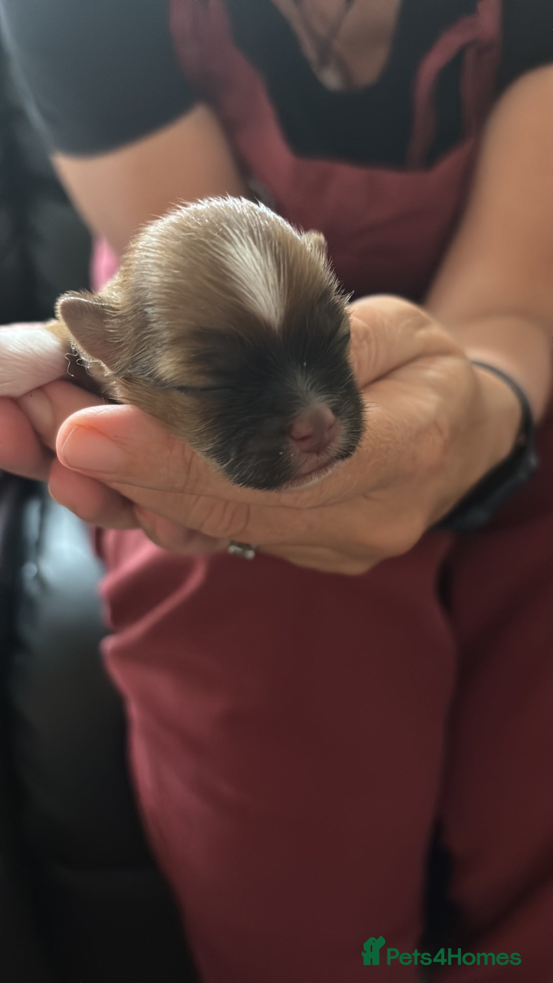 Lhasa Apso dogs for sale: KC registered Lhasa Apso puppies - Image 4
