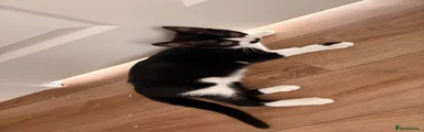 Domestic Shorthair 1