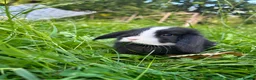 Mixed Breed rabbits for sale: Ready to go to new homes 🏡  - Advert 4