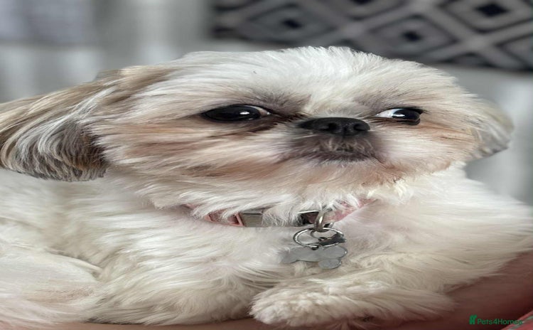 Shih Tzu dogs - Advert 1