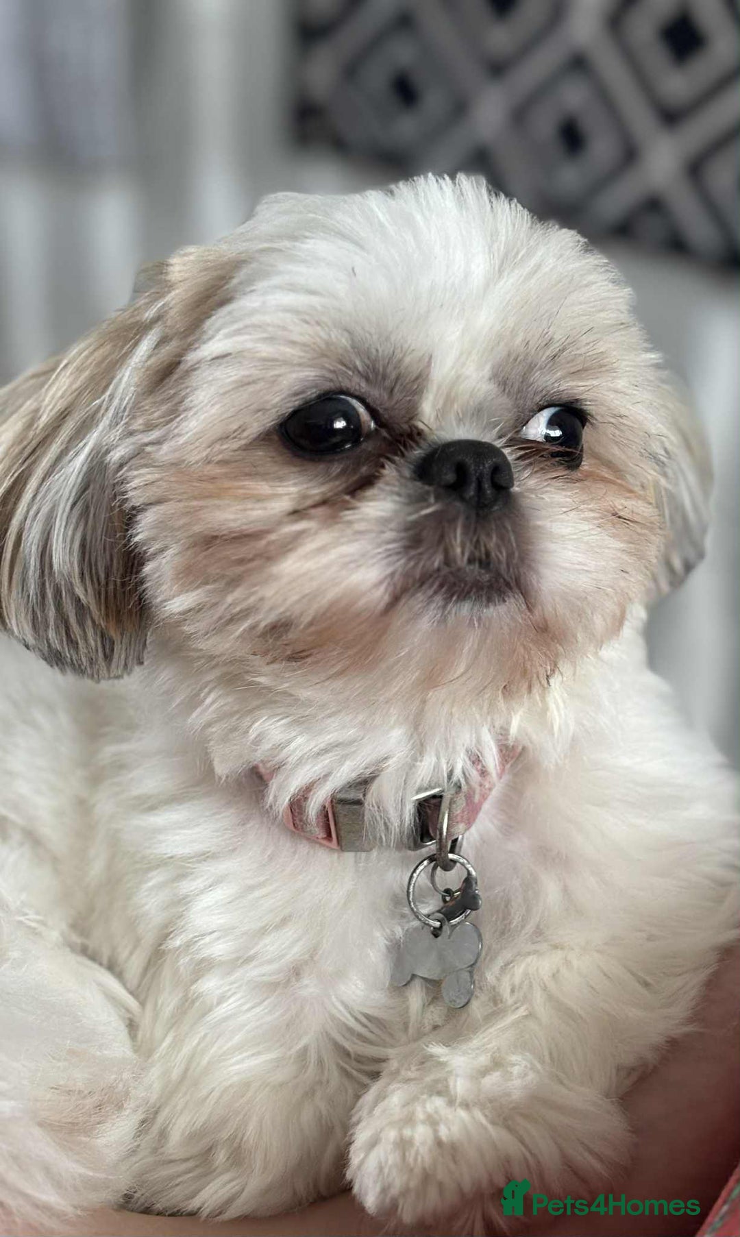 Shih Tzu dogs for sale: Pure Breed Female Shih Tzu for Re-Homing - Image 1